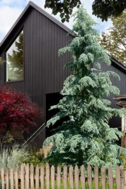 Karl Fuchs Deodar Cedar - 3 Gallon Pot