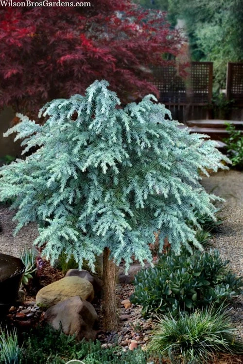 Divinely Blue Deodar Cedar Tree (Single Trunk Topiary) - 3 Gallon Pot 1 Divinely Blue Deodar Cedar Tree (Single Trunk Topiary) - 3 Gallon Pot