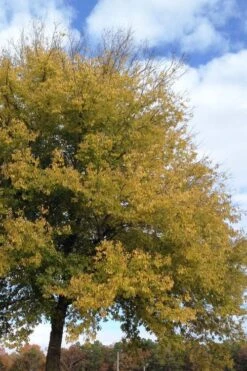 Sugarberry Tree (Celtis Laevigata) - 3 Gallon Pot -Plant Promotion Store celtis laevigata sugarberry tree 2