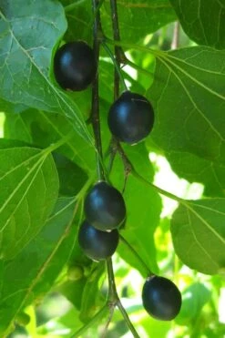 Sugarberry Tree (Celtis Laevigata) - 3 Gallon Pot -Plant Promotion Store celtis laevigata sugarberry tree 5