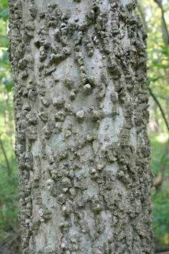 Sugarberry Tree (Celtis Laevigata) - 3 Gallon Pot -Plant Promotion Store celtis laevigata sugarberry tree 6