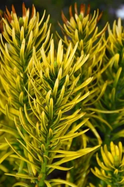 Korean Gold Plum Yew (Cephalotaxus) - 3 Gallon Pot -Plant Promotion Store cephalotaxus harringtonia korean gold japanese yew 13