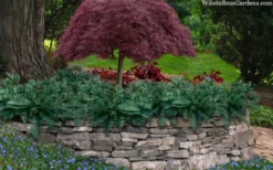 Creeping Japanese Plum Yew (Cephalotaxus Harringtonia 'Prostrata') - 2.5 Quart Pot -Plant Promotion Store cephalotaxus harringtonia prostrata creeping japanese yew 33