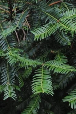 Japanese Plum Yew Tree (Cephalotaxus Harringtonia) - 3 Gallon Pot -Plant Promotion Store cephalotaxus harringtonia tree 2