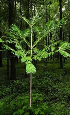 Japanese Plum Yew Tree (Cephalotaxus Harringtonia) - 3 Gallon Pot -Plant Promotion Store cephalotaxus harringtonia tree 6