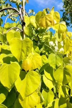 Golden Falls Weeping Redbud Tree - 3 Gallon Pot (4-5') -Plant Promotion Store cercis canadensis golden falls weeping redbud 5