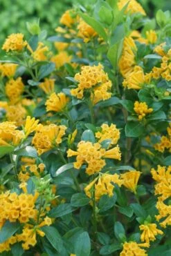 Juiced Orange Jessamine (Cestrum Corymbosum) - 1 Gallon Pot -Plant Promotion Store cestrum juiced orange jessamine 1