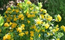 Juiced Orange Jessamine (Cestrum Corymbosum) - 1 Gallon Pot -Plant Promotion Store cestrum juiced orange jessamine 3