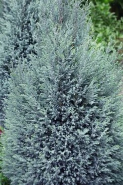 Blue Surprise Lawson Cypress (Chamaecyparis Lawsoniana) - 2 Gallon Pot -Plant Promotion Store chamaecyparis lawsoniana blue surprise lawson cypress 11