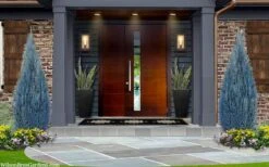 Blue Surprise Lawson Cypress (Chamaecyparis Lawsoniana) - 2 Gallon Pot -Plant Promotion Store chamaecyparis lawsoniana blue surprise lawson cypress 12