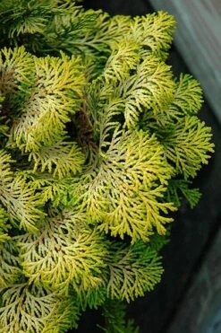 Confucius Golden Hinoki Cypress (Chamaecyparis Obtusa) - 3 Gallon Pot -Plant Promotion Store chamaecyparis obtusa confucius golden hinoki cypress 1