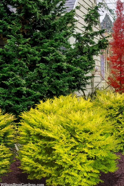 Elmwood Gold Globe Hinoki Cypress - 1 Gallon Pot 1 Elmwood Gold Globe Hinoki Cypress - 1 Gallon Pot