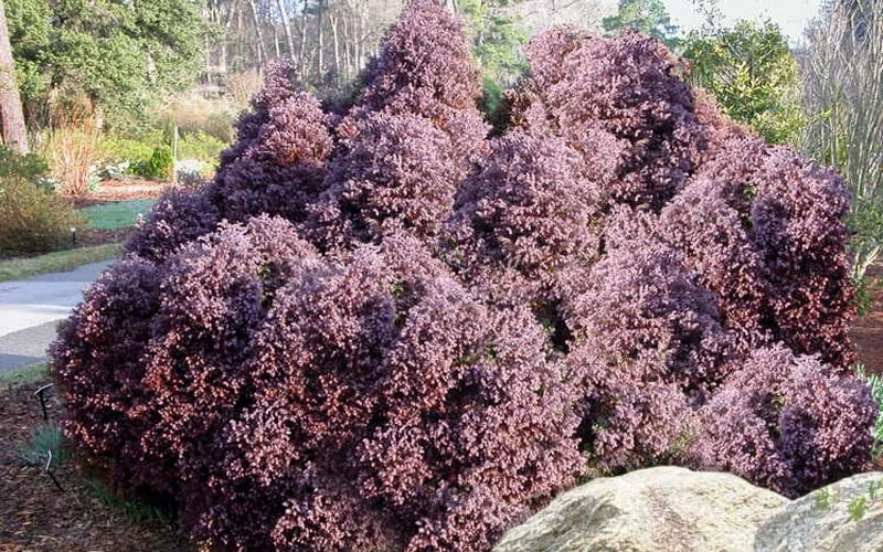 Heatherbun Atlantic White Cedar (Chamaecyparis Thyiodes) - 1 Gallon Pot 5 Heatherbun Atlantic White Cedar (Chamaecyparis Thyiodes) - 1 Gallon Pot - Image 5