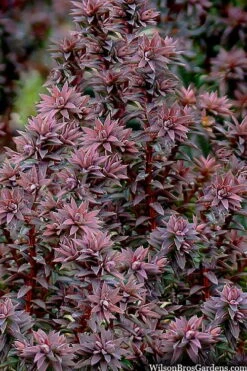 Red Star Cedar - 5 Gallon Pot -Plant Promotion Store chamaecyparis thyoides red star cedar 8