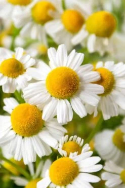 Roman Chamomile Plant - 6 Pack Of Pint Pots