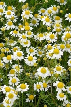 Roman Chamomile Plant - 6 Pack Of Pint Pots -Plant Promotion Store chamaemelum nobile roman chamomile 4
