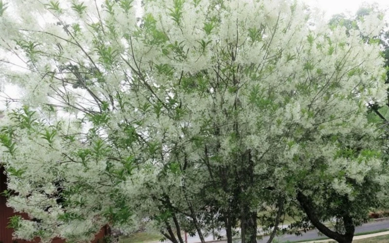 Grancy Graybeard - White Fringe Tree - 1 Gallon Pot 10 Grancy Graybeard - White Fringe Tree - 1 Gallon Pot - Image 10