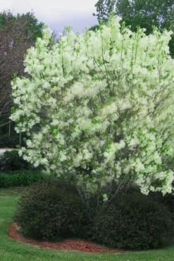 Grancy Graybeard - White Fringe Tree - 3 Gallon Pot -Plant Promotion Store chionanthus virginicus grancy greybeard multi stem tree 5 1