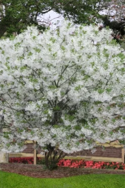 Grancy Graybeard - White Fringe Tree - 1 Gallon Pot 13 Grancy Graybeard - White Fringe Tree - 1 Gallon Pot -Plant Promotion Store chionanthus virginicus grancy greybeard multi stem tree 6