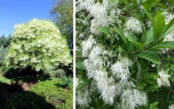 Grancy Graybeard - White Fringe Tree - 7 Gallon Pot (2-3') -Plant Promotion Store chionanthus virginicus grancy greybeard single stem tree 1 1