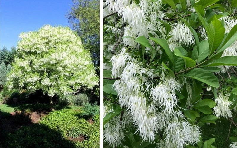 Grancy Graybeard - White Fringe Tree - 7 Gallon Pot (3-4') 5 Grancy Graybeard - White Fringe Tree - 7 Gallon Pot (3-4') - Image 5