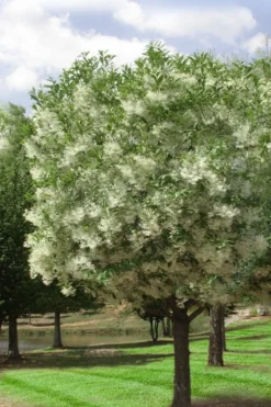 Grancy Graybeard - White Fringe Tree - 7 Gallon Pot (2-3') -Plant Promotion Store chionanthus virginicus grancy greybeard single stem tree 2 1