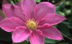Abilene Clematis - 1 Gallon Pot 9 Abilene Clematis - 1 Gallon Pot -Plant Promotion Store clematis abilene 12