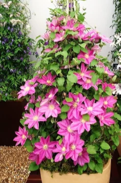 Abilene Clematis - 1 Gallon Pot 10 Abilene Clematis - 1 Gallon Pot -Plant Promotion Store clematis abilene 13