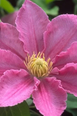 Abilene Clematis - 1 Gallon Pot 11 Abilene Clematis - 1 Gallon Pot -Plant Promotion Store clematis abilene 500x750 1