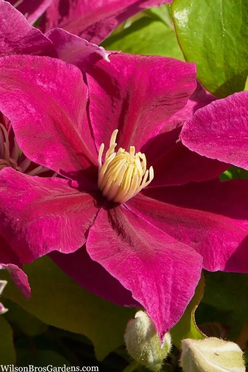 Acropolis Clematis - 1 Gallon Pot 1 Acropolis Clematis - 1 Gallon Pot