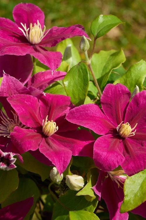 Acropolis Clematis - 1 Gallon Pot 5 Acropolis Clematis - 1 Gallon Pot - Image 5