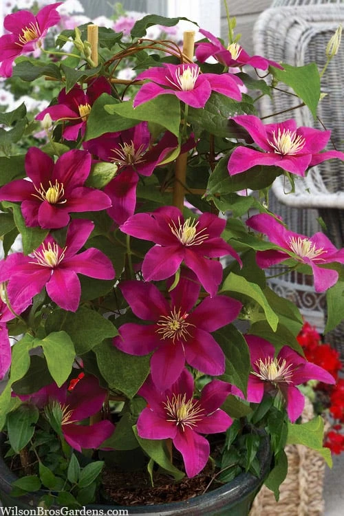 Acropolis Clematis - 1 Gallon Pot 4 Acropolis Clematis - 1 Gallon Pot - Image 4
