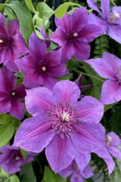 Adam's Courage Clematis - 1 Gallon Pot -Plant Promotion Store clematis adams courage 2