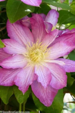Asao Clematis - 1 Gallon Pot -Plant Promotion Store clematis asao 10