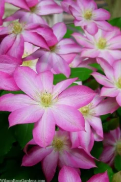 Asao Clematis - 1 Gallon Pot -Plant Promotion Store clematis asao 15
