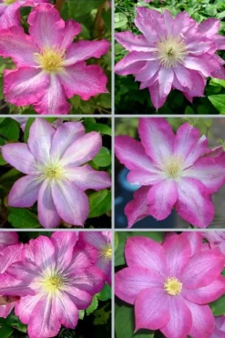 Asao Clematis - 1 Gallon Pot -Plant Promotion Store clematis asao 18
