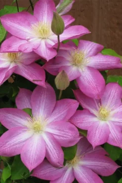 Asao Clematis - 1 Gallon Pot -Plant Promotion Store clematis asao 7