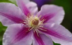 Bees Jubilee Clematis - 1 Gallon Pot -Plant Promotion Store clematis bees jubilee 10