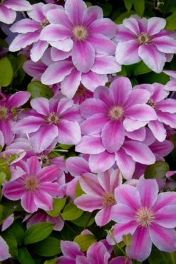 Bees Jubilee Clematis - 1 Gallon Pot -Plant Promotion Store clematis bees jubilee 13