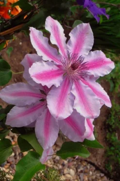 Bees Jubilee Clematis - 1 Gallon Pot -Plant Promotion Store clematis bees jubilee 5