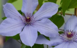 Bernadine Clematis - 1 Gallon Pot -Plant Promotion Store clematis bernadine 1