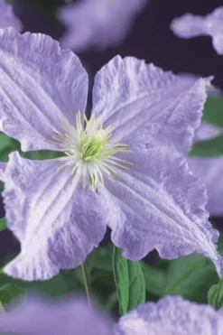 Blue Angel Clematis - 1 Gallon Pot -Plant Promotion Store clematis blue angel 2