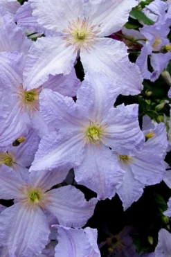 Blue Angel Clematis - 1 Gallon Pot -Plant Promotion Store clematis blue angel 6