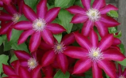 Bourbon Clematis - 1 Gallon Pot -Plant Promotion Store clematis bourbon 4
