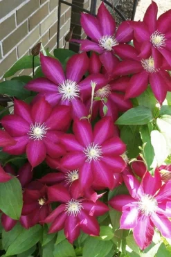 Bourbon Clematis - 1 Gallon Pot -Plant Promotion Store clematis bourbon 8