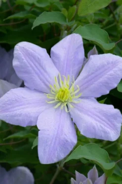 Chelsea Clematis - 1 Gallon Pot -Plant Promotion Store clematis chelsea 1