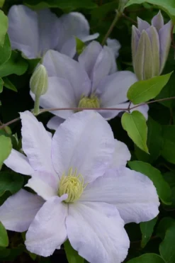 Chelsea Clematis - 1 Gallon Pot -Plant Promotion Store clematis chelsea 4