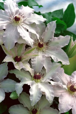 Clair De Lune Clematis - 1 Gallon Pot -Plant Promotion Store clematis clair de june 2