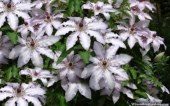 Clair De Lune Clematis - 1 Gallon Pot -Plant Promotion Store clematis clair de june 4
