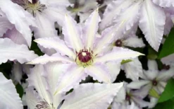Clair De Lune Clematis - 1 Gallon Pot -Plant Promotion Store clematis clair de june 6